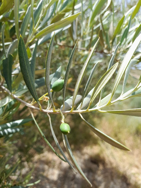 Sponsor an Olive Tree at the grove -  Almeria, Spain
